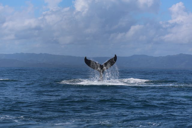 best time to go whale watching in southern california